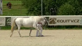 Senior &scaron;ampion&aacute;t klisen &ndash; Přehl&iacute;dka Shagya arab Martinice, 20. 7. 2025
