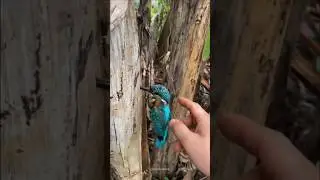 Why do kingfisher birds get stuck in trees? #kingfisher #birds #stuck #shorts