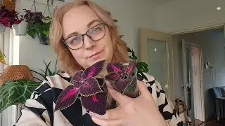 De plantenkamer #2 Siernetels stekken
