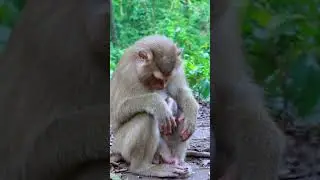 Baby monkeys So Cute with monkeys | Monkeys Zone  #monkey #babyanimals