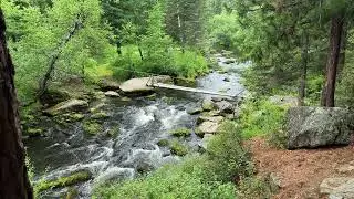Tranquil Mountain River & Hidden Bridge: A Chipmunk Appears at 09:30 | Peaceful Forest Sounds 🌿🐿️