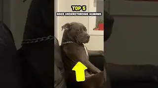 Ranking Top 5 Dogs Understanding Humans Moments!