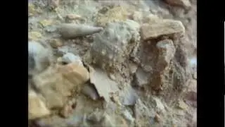 www.fossilplanet.com,pseudocidaris mamossa,kimmeridgian,upper jurassic,on the spot.