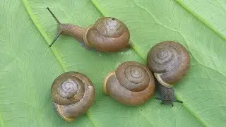 Mesodon thyroidus (Say, 1817) White-lip Globe Snails