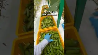 Greenhouse Life 🌱👨&zwj;🌾 #farming #healthysnack #minicucumber