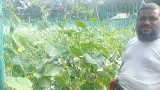 বিদেশ থেকে এসে শুরু করেছে কৃষি। মাশ আল্লাহ।চাকুরির পিছনে না ঘুরে, কৃষিকে পেশা হিসাবে নিতে পারেন। 