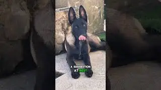 Malinois are the super hero of dogs! 🤣😂🐕🐺 #malinois #puppy #dog #funny #dogbreed #dogshorts