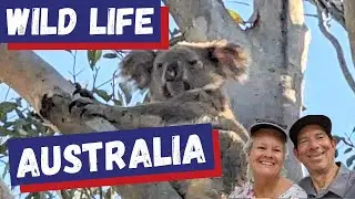 Experience Wild Life in Australia For The First Time (Full-Time Traveling Early-Retired Nomads)