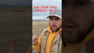 @HashknifeRanch Beef Sale Process PT 1 #hashknife #cow #Beef #ranching