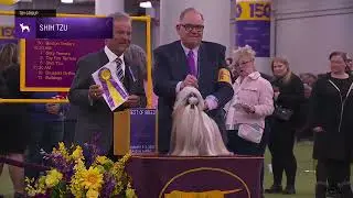 Shih Tzu | Breed Judging 2026