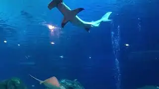 A Day at the Adventure Aquarium