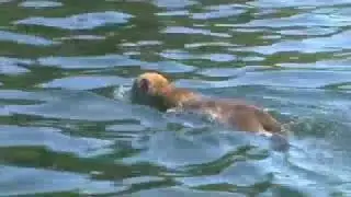 Mountain Lion (Cougar) Swimming to Beach : Very Rare Video