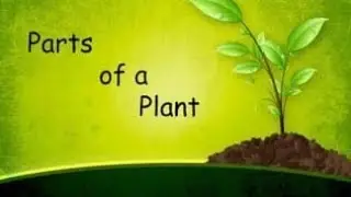 Roots, Stem, Leaves, Flower | Parts Of Plants for kids | Easy to understand explanation