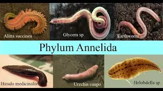 QAD Phylum - Earthworm | Animal Kingdom| #CEE & NEB| Kamal Nepal