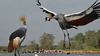CROWNED CRANE