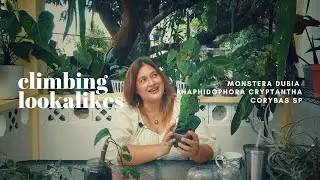 Монстера сомнительная (Monstera Dubia), Рафидофора криптантовая (Rhaphidophora Cryptantha), Кориб...
