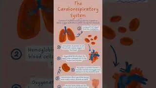 ~About THE CARDIORESPIRATORY SYSTEM  #class10 #biology #lifeprocessesclass10science #science #exam