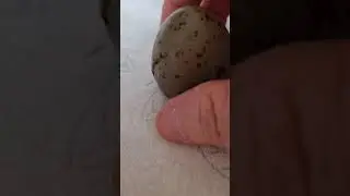 Fiskm&aring;s &Auml;gg.. ?!!