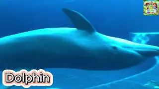 Dolphin Splash and Play! | Fun and Educational Song for Kids