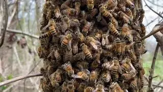 Virgin Swarms from Split Hive - Too Many Queen Cells Left | Beekeeping for Beginners