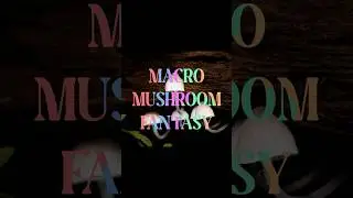 Macro Mushroom Fantasy | A Macrodose of Beauty & Contemplation #mindfulness #beautifulnature
