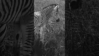 Day 20 of 365 Photo Challenge. Baby Zebra.