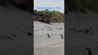 Falkland Islands, Port Stanley 🐧 Part 3