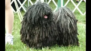 #13 Puli - The Best Dog In The World  (세계의 명견 #13 - 풀리)