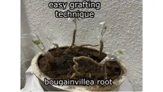 easy grafting technique- bougainvillea roots bonsai