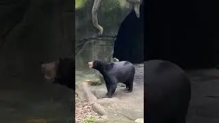Зоопарк острова Бали, Bali Zoo 2025