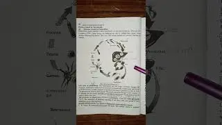 Phylum Apicomplexa | Class Sporozoa | Life cycle of plasmodium | Species of Plasmodium | Diseases |