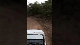 Gorewada jungle safari(3)