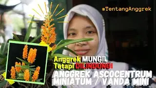 Bunga Anggrek VANDA MINI ASCOCENTRUM MINIATUM Si Mungil Yang Dilindungi #TentangAnggrek