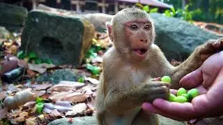 Feeding Our Lovely Monkeys Today Jan 31,2026
