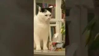 Sucker Punch 😹😹 #cats #shorts