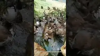 observe the flock of forest birds bathing#shorts