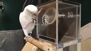 Flexible tool set transport in Goffins cockatoos.