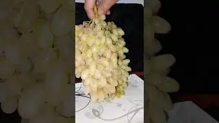 SunderKhani Grapes #MashaAllah #yummy #Sweet #delicious #enjoy #food #fruit #Sweet #Shorts