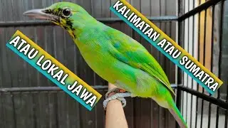 Cara mudah untuk menentukan Cucak ijo jawa asli atau bukan, atau kalimantan dan sumatra...