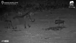 Bold Baby Elephant vs. Unbothered Wildebeest