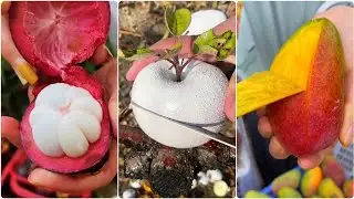 Farm fresh ninja fruit cutting