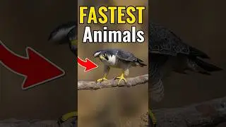 Top 5 Fastest Animals in the World!#FastAnimals, #Wildlife, #TinyTailsTV, #Shorts