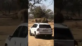 Lion vs Jeep #wildlife #africansafari #adventure #lion #animals