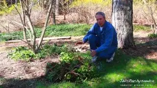 JW Pachysandra - Transplanting Pachysandra