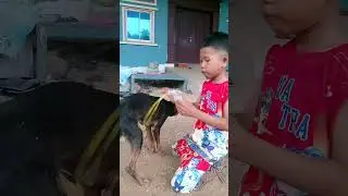 crispy rice vs dog #dogshorts #cutedogs
