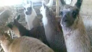 Llama babies