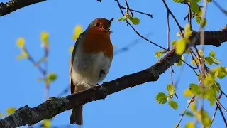 European robin song,R&oslash;dstrupe,Зарянка,Rouge-gorge familier,Roodborst,Rotkehlchen,Singing bird,p1000