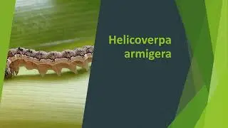 Helicoverpa armigera