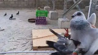 صيد طيرين نخب  بس حمامي رجعت من الموعد صارت  برما اجو لحالهم وبلعو 🤔😱