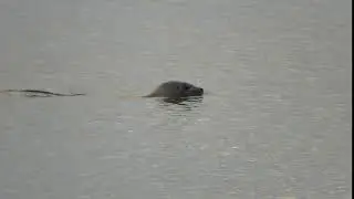 Harbor Seal (Phoca vitulina)